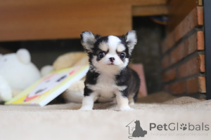 Photo №3. Dean Janet Kay puppies house. United States