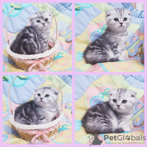 Photo №2 to announcement № 42142 for the sale of scottish fold - buy in Belarus private announcement