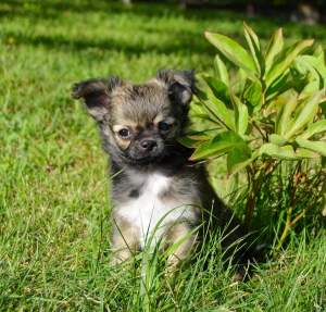 Photo №3. Chihuahua - longhair handsome boy. Belarus