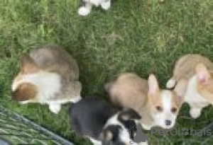 Photo №3. Pembroke Corgi Puppies for sale. Germany