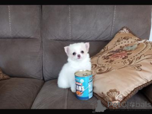 Photo №1. chihuahua - for sale in the city of Warsaw | negotiated | Announcement № 166895