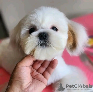 Photo №3. Adorable toilet trained Yorkshire Terrier toilet trained vet Checked Yorkshire. France