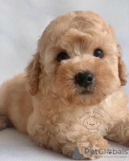 Photo №1. poodle (toy) - for sale in the city of Cambridge | 250$ | Announcement № 124481