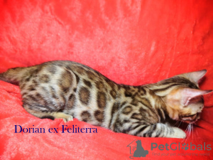 Photo №4. I will sell bengal cat in the city of Nizhny Novgorod. private announcement, breeder - price - 263$