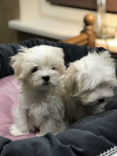Photo №3. Maltese puppies girl and boy. Russian Federation