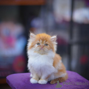 Photo №1. persian cat - for sale in the city of Aalborg | negotiated | Announcement № 165628