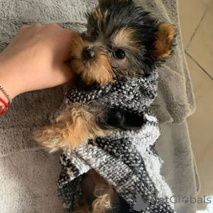 Photo №2 to announcement № 157330 for the sale of yorkshire terrier - buy in Sweden private announcement