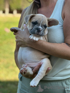 Additional photos: Puppies for sale very cute French bulldog.