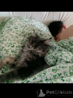 Photo №3. Kittens Maine Kun. Russian Federation