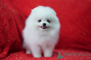 Photo №2 to announcement № 19472 for the sale of pomeranian - buy in Sweden private announcement