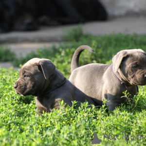 Photo №1. cane corso - for sale in the city of Warsaw | negotiated | Announcement № 171212