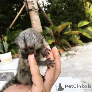 Photo №2 to announcement № 161695 for the sale of  - buy in United Kingdom 