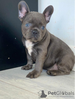 Photo №1. french bulldog - for sale in the city of St. Petersburg | 721$ | Announcement № 10369