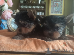 Photo №2 to announcement № 52319 for the sale of yorkshire terrier - buy in Turkey breeder