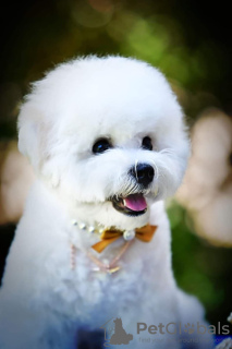 Photo №2 to announcement № 115398 for the sale of bichon frise - buy in Serbia breeder