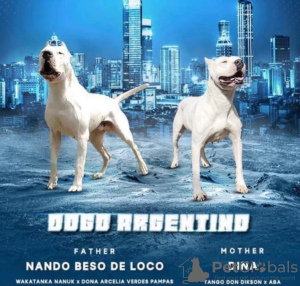 Photo №4. I will sell dogo argentino in the city of Москва. from nursery - price - negotiated