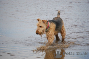 Photo №1. airedale terrier - for sale in the city of Glenmaye | negotiated | Announcement № 168776