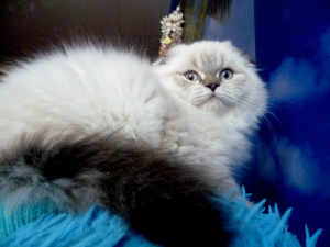 Photo №1. scottish fold - for sale in the city of Chelyabinsk | 164$ | Announcement № 3773