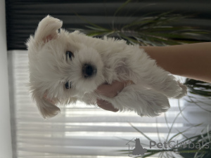 Photo №3. Maltese puppies. Belarus
