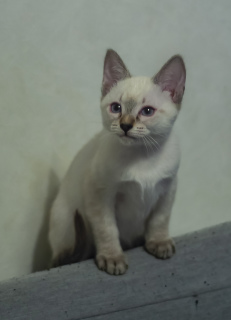 Photo №2 to announcement № 5715 for the sale of thai cat - buy in Russian Federation from nursery, breeder