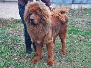 Photo №1. tibetan mastiff - for sale in the city of Bryansk | negotiated | Announcement № 3837