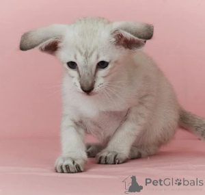 Photo №1. siamese cat - for sale in the city of Munich | 361$ | Announcement № 177653