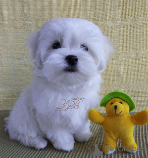 Photo №1. maltese dog - for sale in the city of Kiev | 46$ | Announcement № 48691