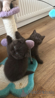 Photo №3. Champion British shorthair kittens ready now for sale. Germany