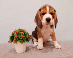 Photo №3. I will sell beagle puppies. Russian Federation