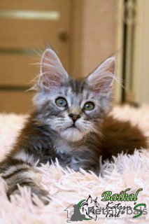 Photo №1. maine coon - for sale in the city of St. Petersburg | 810$ | Announcement № 17580