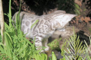 Photo №1. bengal cat - for sale in the city of Eisenstadt | 207$ | Announcement № 144480