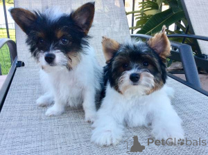 Photo №2 to announcement № 136964 for the sale of yorkshire terrier - buy in Switzerland 