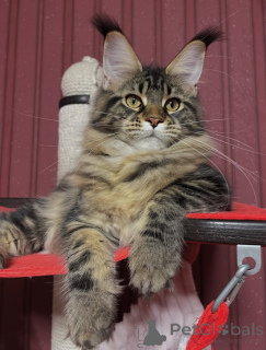 Photo №1. maine coon - for sale in the city of Dalsbruk | negotiated | Announcement № 155328