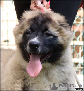 Additional photos: Caucasian Shepherd puppies