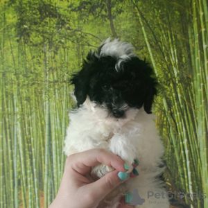 Additional photos: Harlequin poodle puppies