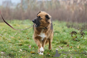 Additional photos: Affectionate, gentle and curious puppy Ciri is looking for a home.