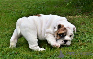 Photo №2 to announcement № 135288 for the sale of  - buy in Malta 