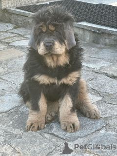 Photo №1. tibetan mastiff - for sale in the city of Wrocław | 1218$ | Announcement № 18645