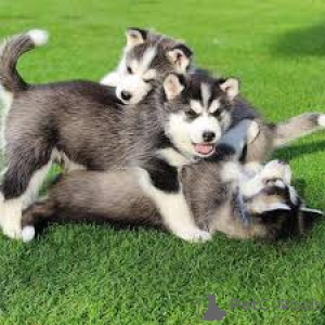 Photo №1. siberian husky - for sale in the city of Amsterdam | 723$ | Announcement № 165602