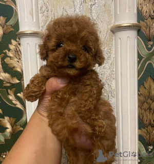 Photo №1. poodle (dwarf) - for sale in the city of Garden Grove | 300$ | Announcement № 133684