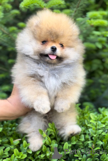 Photo №3. Pomeranian Spitz. Ukraine