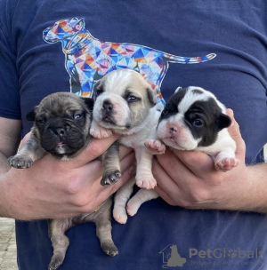 Photo №1. french bulldog - for sale in the city of Skopje | 634$ | Announcement № 96493