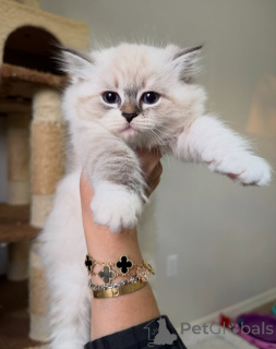 Photo №1. siberian cat - for sale in the city of Eksjo | negotiated | Announcement № 160243