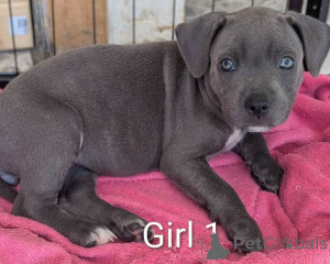 Photo №3. Hervorragender Wurf blauer Staffordshire Bullterrier-Welpen.. Germany