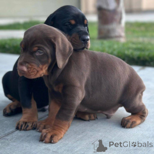 Photo №1. dobermann - for sale in the city of Mexico City | 750$ | Announcement № 172864