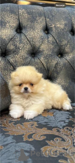 Photo №3. Pomeranian Spitz puppies. Serbia