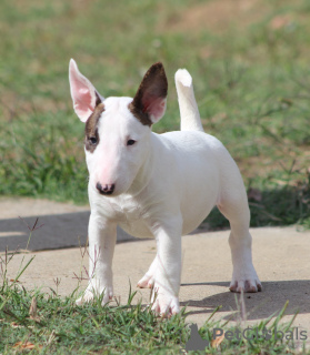 Photo №3. Mini Bull Terrier puppies. Serbia