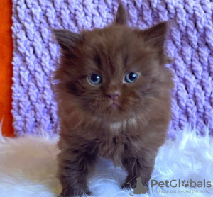 Photo №2 to announcement № 83695 for the sale of british shorthair - buy in United States private announcement
