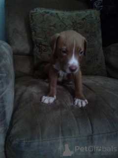 Photo №4. I will sell american pit bull terrier in the city of Bielefeld. private announcement - price - 659$