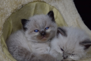 Photo №2 to announcement № 123467 for the sale of ragdoll - buy in Germany private announcement, breeder